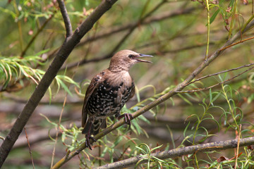 European starling bird on the branch