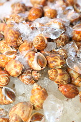 Fresh Spotted babylon in Thailand market ready for sale