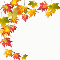 Naklejka na ściany i meble Kolory jesieni: kolorowe liście klonu