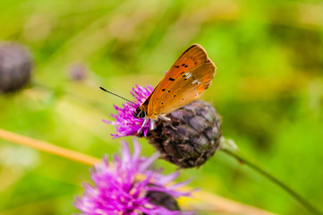 Fototapeta motyl na kwiecie obraz