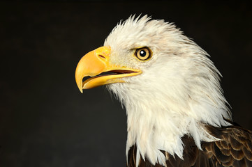 Head of Bald Eagle