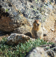 Squirrell