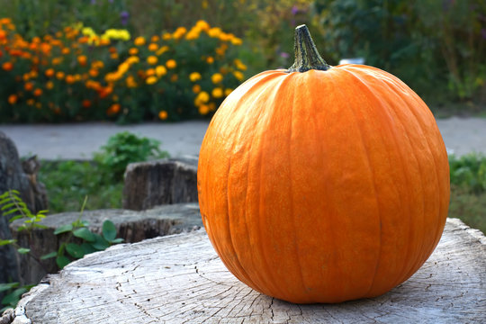Fresh pumpkin on wooden background in autumnal garden