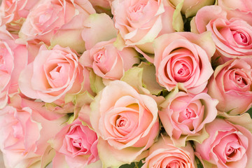 bouquet of pink roses - obrazy, fototapety, plakaty