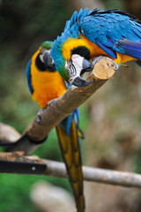 ルリコンゴウインコ
