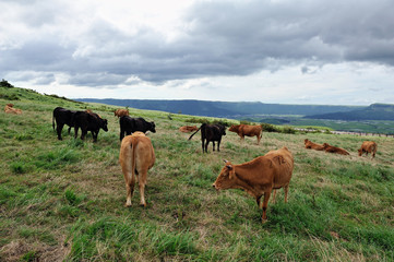 Fototapeta na wymiar Pełne Highland Cattle