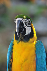ルリコンゴウインコ