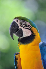 ルリコンゴウインコ