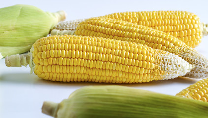 fresh corn form farm after harvest