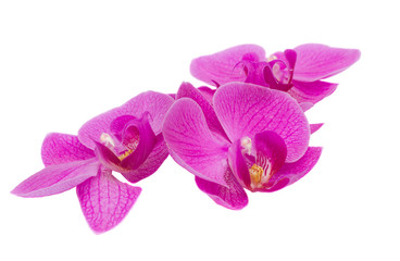 flowers of orchid
