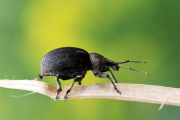 Ground Weevil