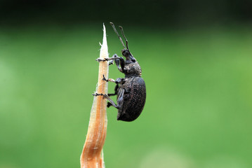 Ground Weevil