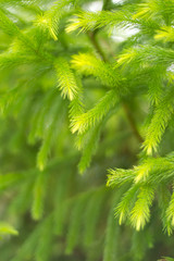 pine leaf background