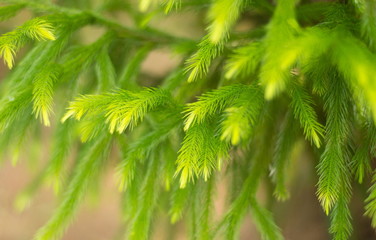 pine leaf background