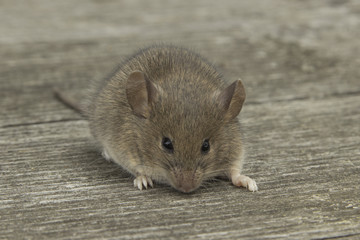 Little mouse