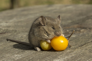 Small mouse with the tomato