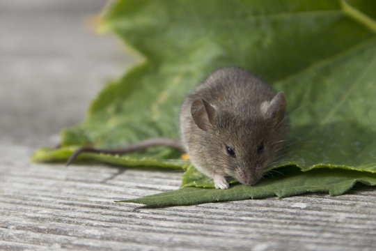 Mouse on the leaf