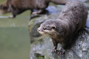 コツメカワウソ