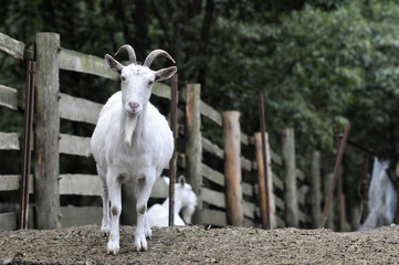 ヤギのポートレート