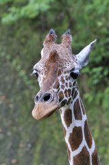 キリンのポートレート