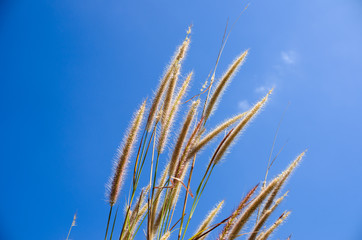 Foxtail weed in the nature