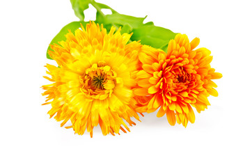 Calendula terry