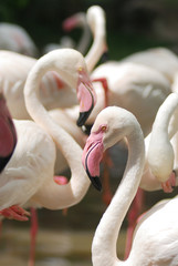 Naklejka premium Flamingo