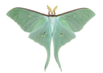 Night butterfly (Actias artemis) 20