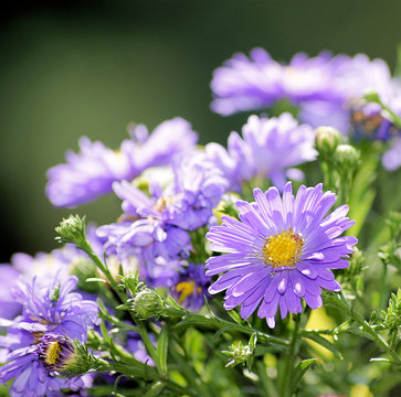 Herbstaster, Gartenaster