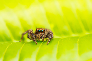 Jumping Spider
