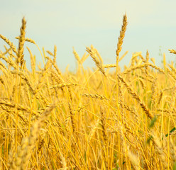 wheat field