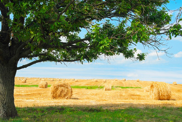 Bales of straw on the field