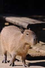 カピバラ
