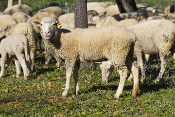 herd of sheep