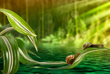 Snail on leaves above the water