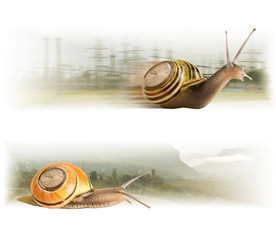 Movement cute snails