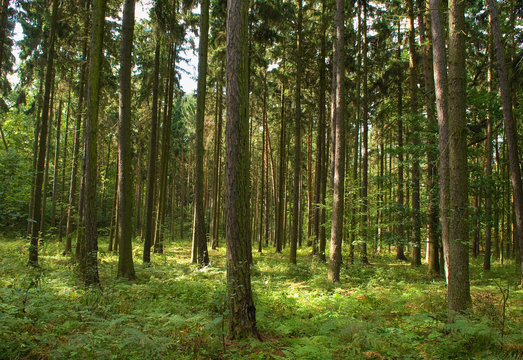 Spruce forest