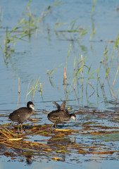 Pulcini di folaga (Fulica) Giochi buffi