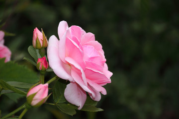 rosa englische Rose