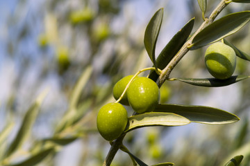 Fototapeta premium Olive Tree (Olea europaea)