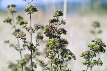 Oregano (Origanum vulgare)