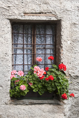 Plakat okno z kwiatami