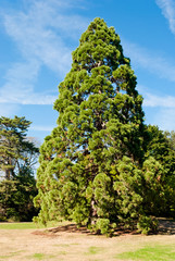 Fototapeta premium Giant sequoia in Bagatelle gardens, Paris