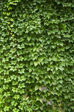 Hedera helix; gemeiner efeu;
