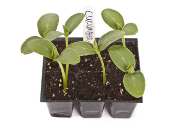 Cucumber Seedlings