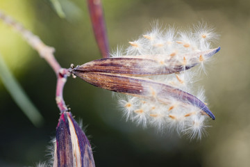 open seed capsule pod of a oleander nerium flower