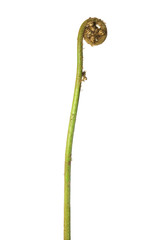 Rough tree fern frond, Cyathea Australis on a white background © andrewburgess