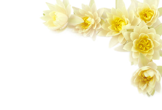 Fototapeta Water lilies border.