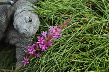 Gartendekoration Schildkröte