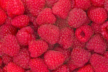 freshly picked ripe raspberries